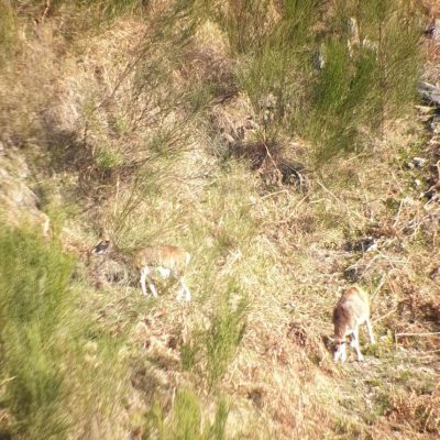 Spotting Moufflon with Swarovski ATS65 spotting scope