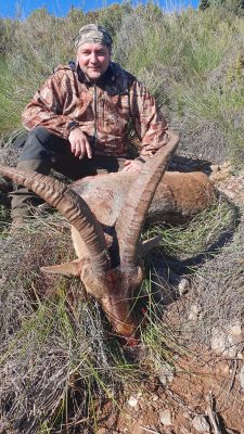 ibex hunting in spain